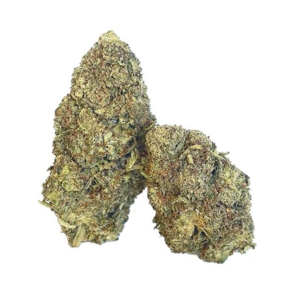 image of two great white hemp flower buds